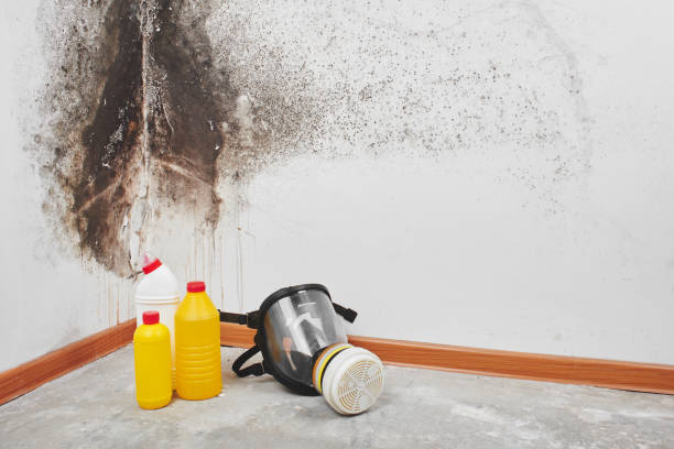 Best Fast Mold Removal  in Pughtown, PA