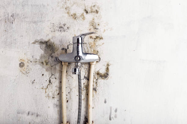 Trusted Pughtown, PA Mold Removal Experts