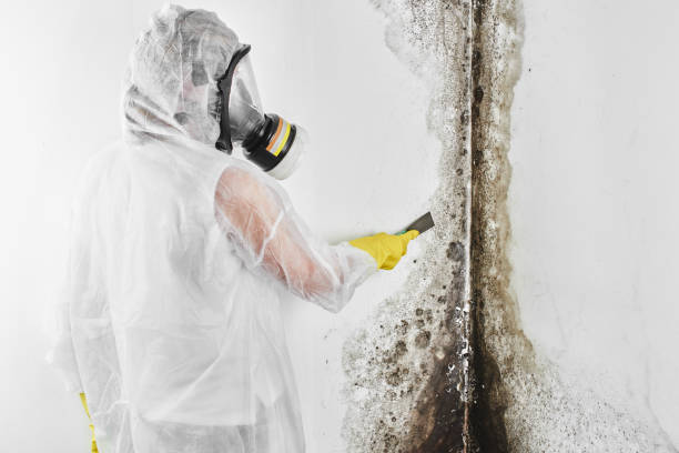 Best Affordable Mold Removal  in Pughtown, PA