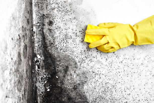 Best Commercial Mold Removal  in Pughtown, PA