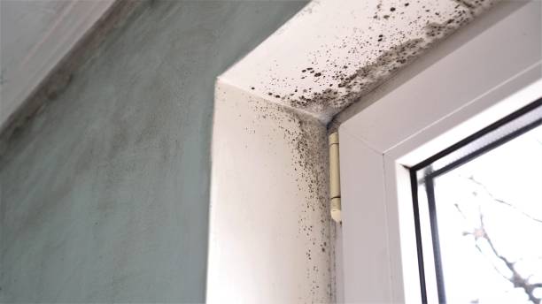 Best Emergency Mold Removal  in Pughtown, PA