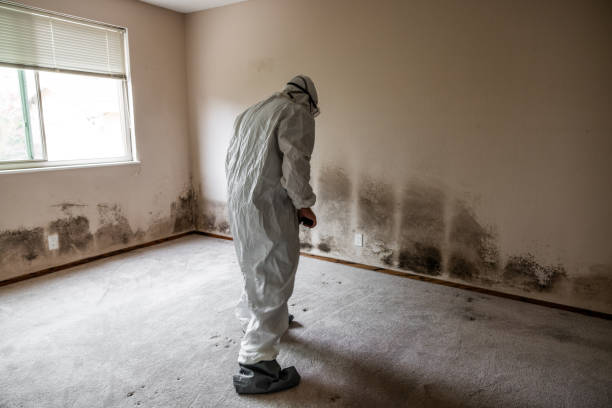 Office Mold Removal Services in Pughtown, PA