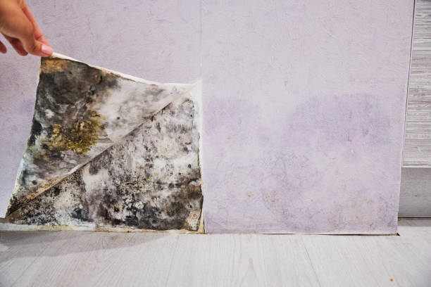 Best Local Mold Removal Service  in Pughtown, PA
